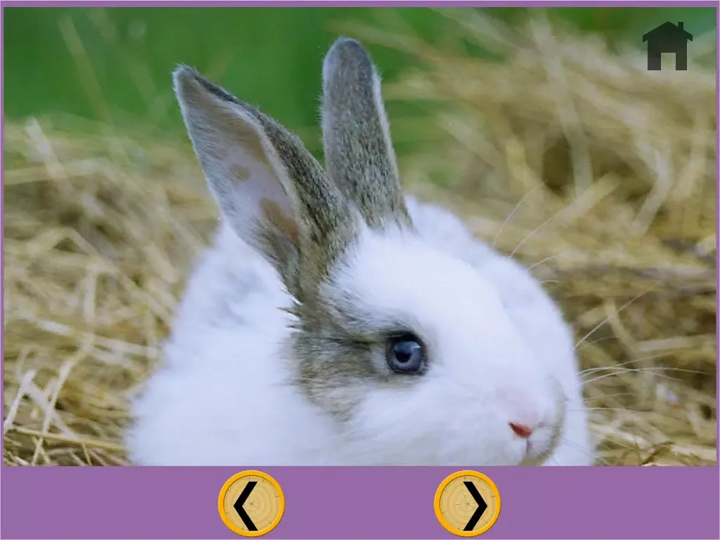 prodigious rabbits for kids - free iPad 应用截图