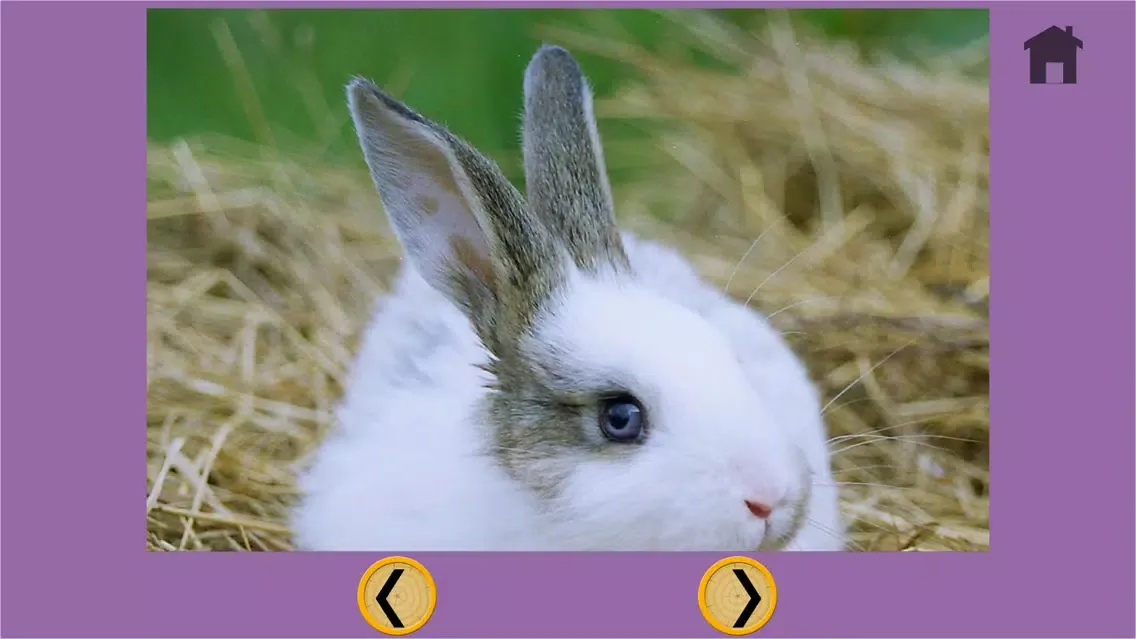 prodigious rabbits for kids - free应用截图