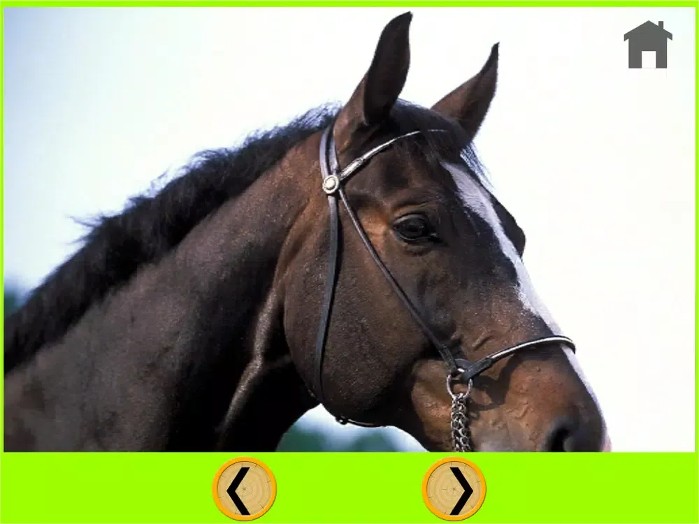 Скриншоты splendid horses for kids - free iPad 