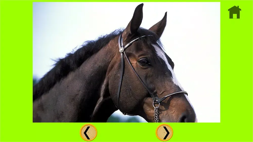 Скриншоты splendid horses for kids - free