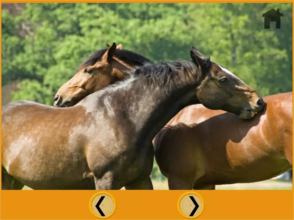 talented horses for kids - free iPad  スクリーンショット