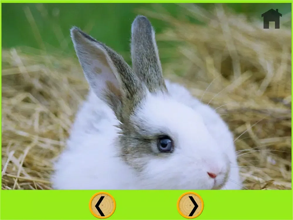 talented rabbits for kids - free iPad  Screenshots