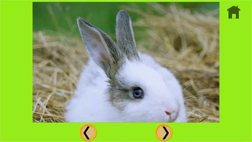 talented rabbits for kids - free Screenshots