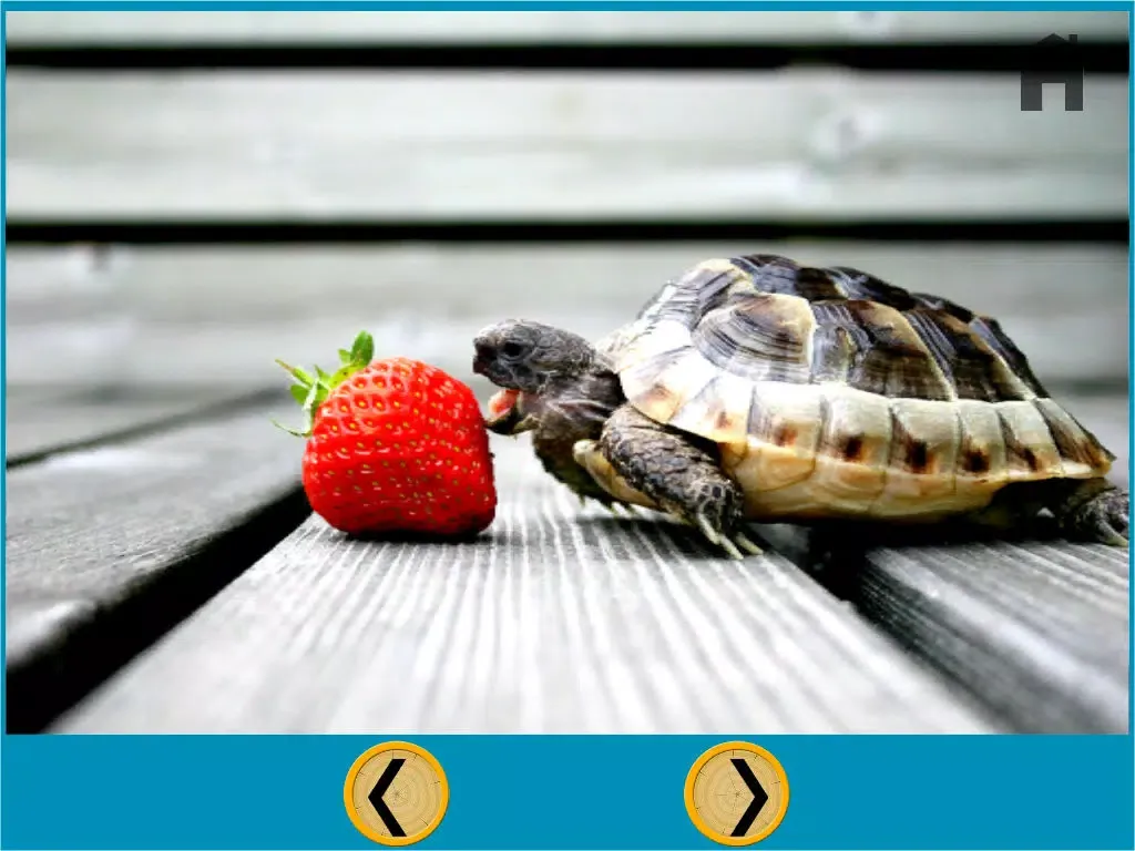 Tangkapan skrin turtles of my kids - free iPad 