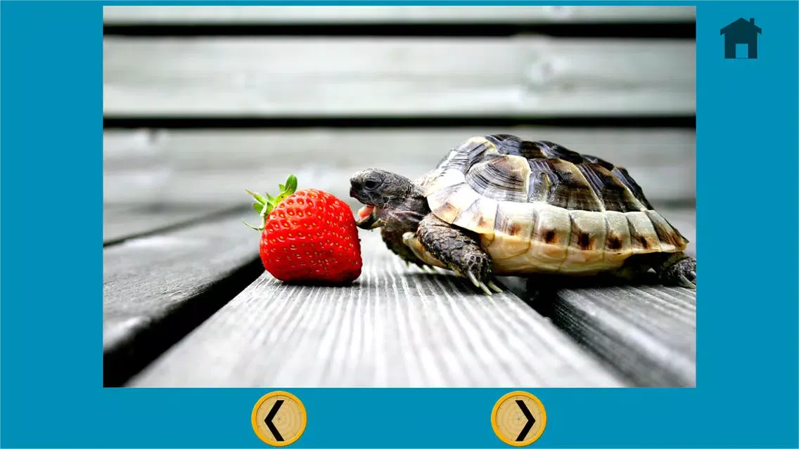 Tangkapan skrin turtles of my kids - free