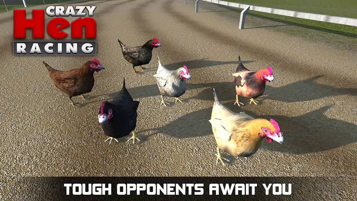Hen Racing Simulator - Race Free Range Chickens Screenshots