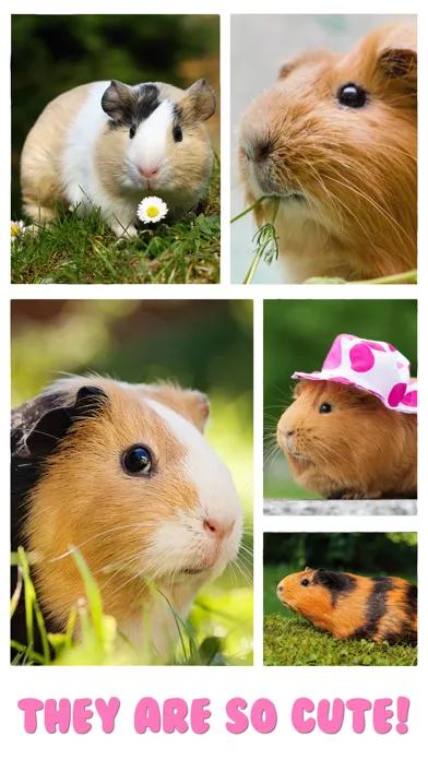 Guinea Pig Jigsaw Puzzle Games স্ক্রিনশট