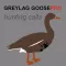 REAL Greylag Goose Hunting Calls + Greylag Goose CALLS & Greylag Goose Sounds!