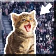 Kitty in the Crowd Kitty in the Crowd
