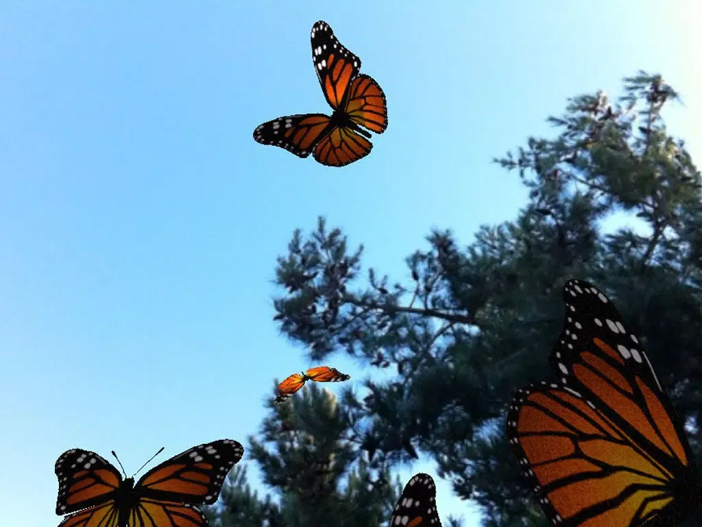 Live Butterflies iPad 应用截图