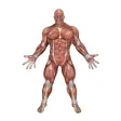 Seezees Mitey Muscles Actions