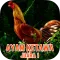 Master Suara Ayam Ketawa Juara