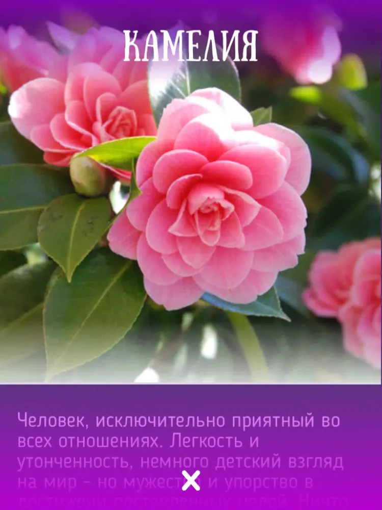 Цветочный гороскоп Друидов iPad  Screenshots
