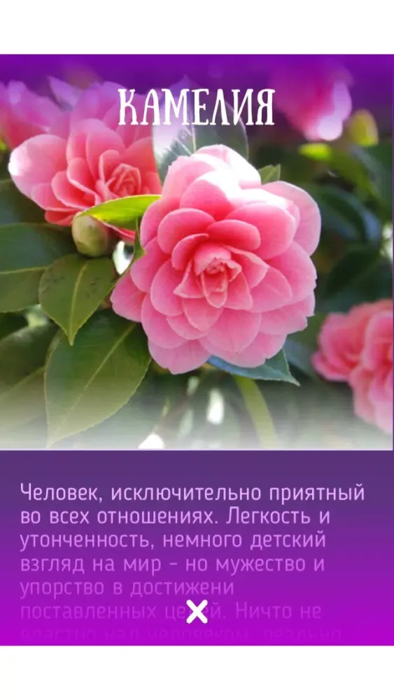 Цветочный гороскоп Друидов Screenshots