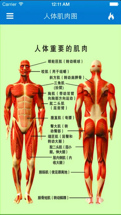 The perfect muscle exercise guide 3D應用截圖