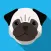 Pug dog