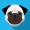 Pug dog