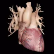 Cardiological - Mobile Edition