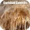 Carlsbad Caverns National Park - USA Tourist Guide