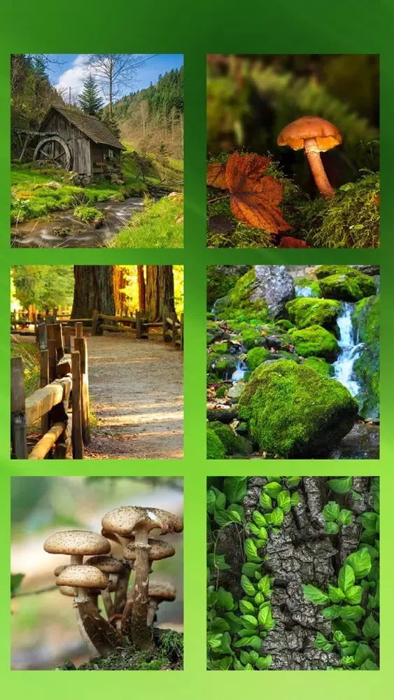 Скриншоты Forest Wallpapers Hd