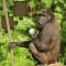 JIGSAW PUZZLEs Nuremberg ZOO for preschool children, schoolchildren and adults