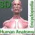 Human Anatomy Encyclopedia 3D