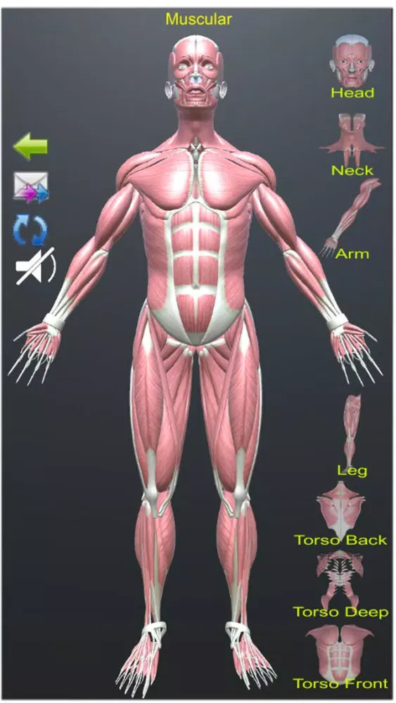 صور Human Anatomy Encyclopedia 3D