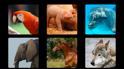 Скриншоты Let's Hear the Animals! HD