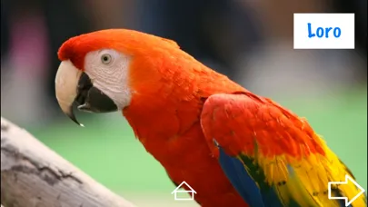 Let's Hear the Animals! HD 스크린샷