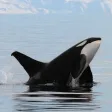 Let's Hear the Animals! (Animal Sounds) HD