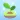 Focus Plant