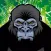 A Jungle Ape Zoo Escape - Crazy Forest Run