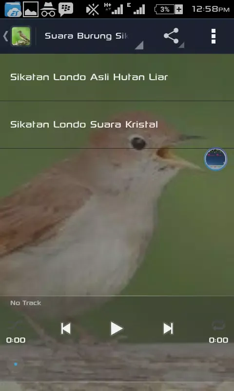 Suara Burung Sikatan Londo Screenshots