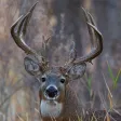 Ultimate Deer Calls Ultimate Deer Calls