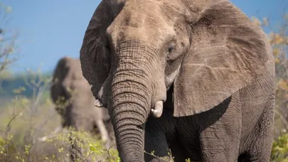 تصاویر Wild Animals for babies