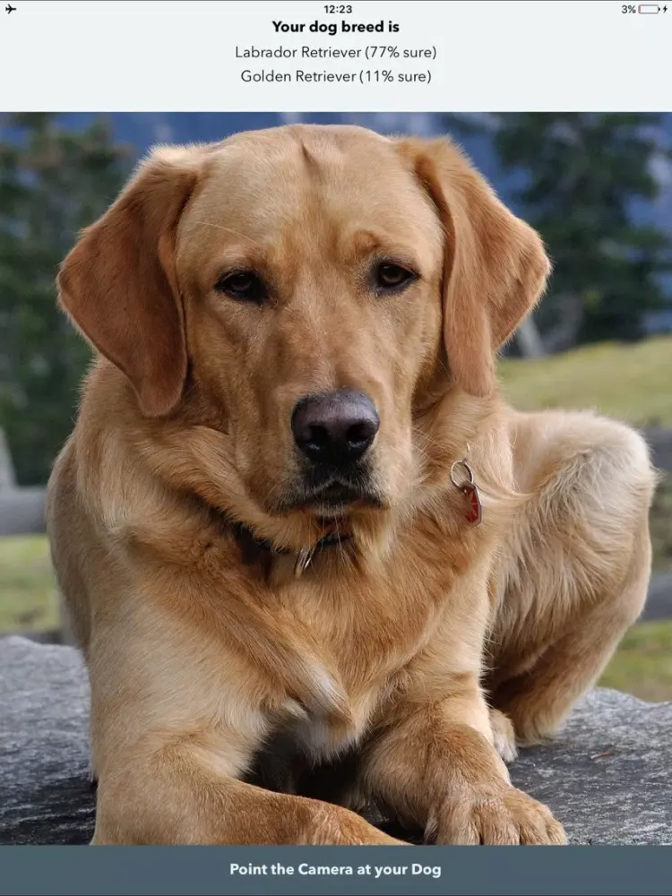Paws -Dog Breed Identifier - Camera AI Recognition iPad  スクリーンショット