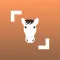 Horse Scanner