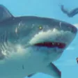 Shark Grow Attack