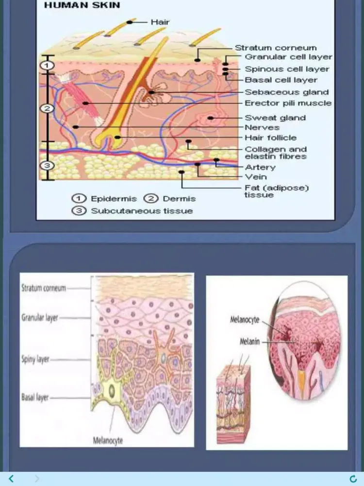 Learn all Skin Diseases iPad  Screenshots