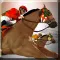 Horse Racing: 3D Riding Games