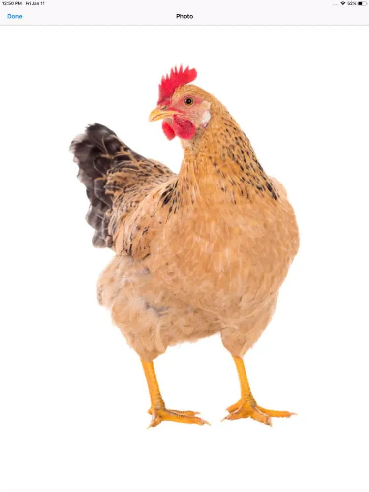 Ảnh chụp màn hình của My Chicken Stickers iPad 