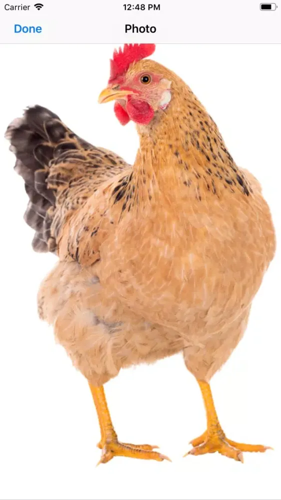 Ảnh chụp màn hình của My Chicken Stickers