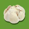 Garlic Stickers
