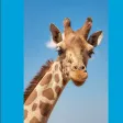 Lotsa Giraffe Stickers