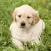 Golden Retriever Puppy Sticker