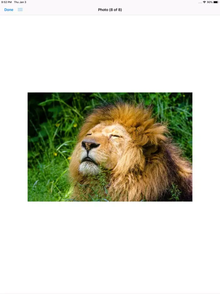 Ảnh chụp màn hình của King of the Jungle Stickers iPad 