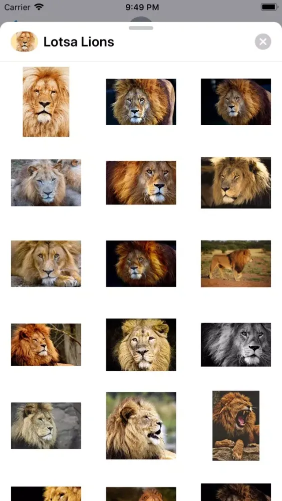 Ảnh chụp màn hình của King of the Jungle Stickers