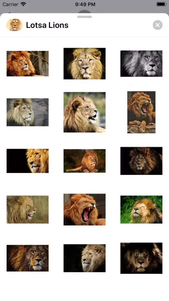 Ảnh chụp màn hình của King of the Jungle Stickers