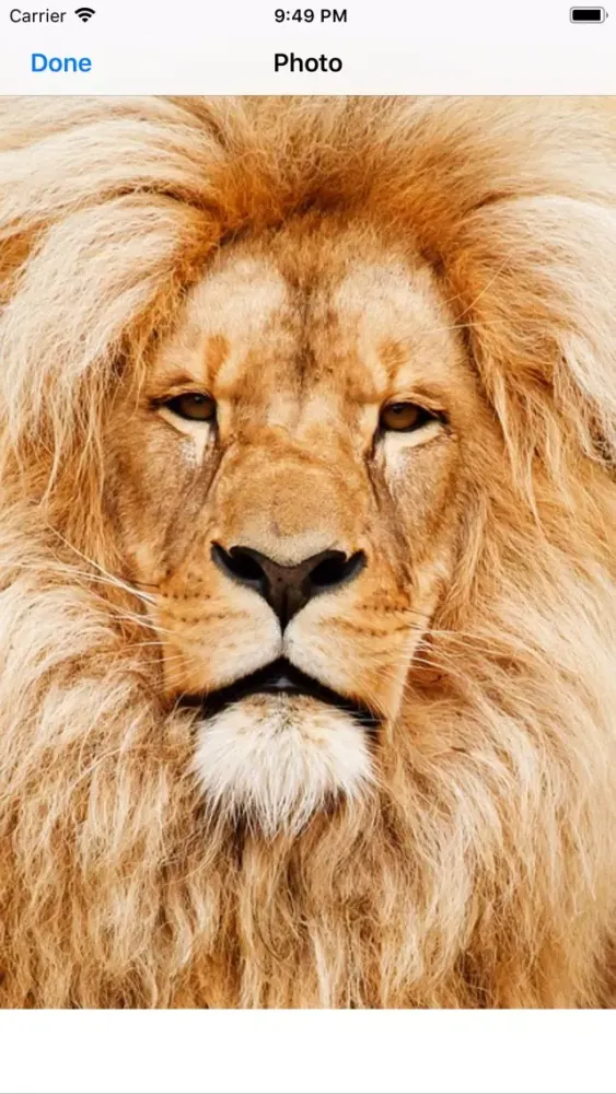 Ảnh chụp màn hình của King of the Jungle Stickers