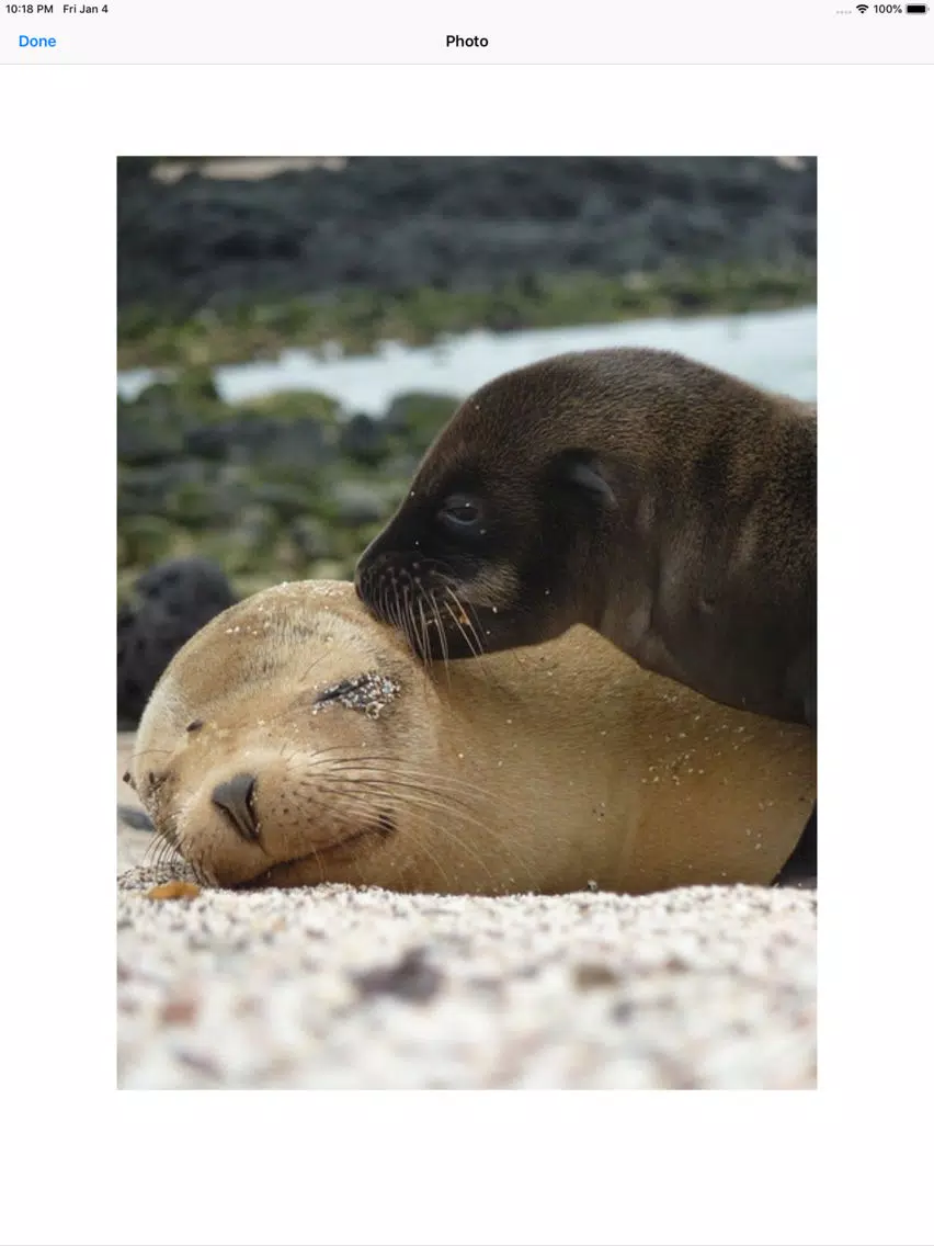 Real Seal Stickers iPad  Screenshots